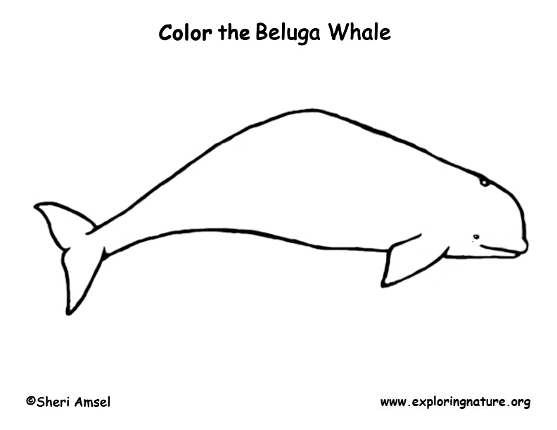 dessin avion beluga