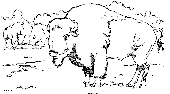 dessin à colorier d'un bison