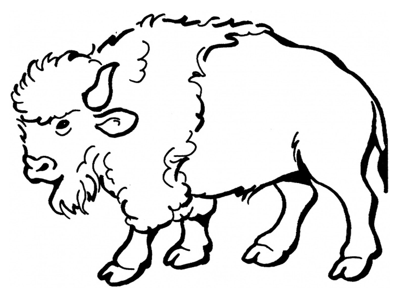 coloriage bison a imprimer gratuit