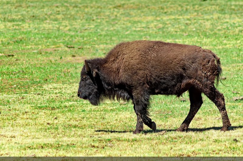 coloriage de bison