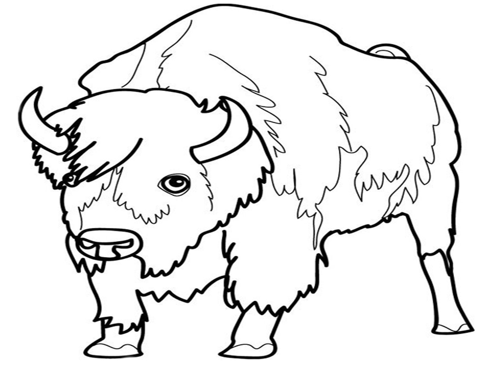 dessin bison imprimer