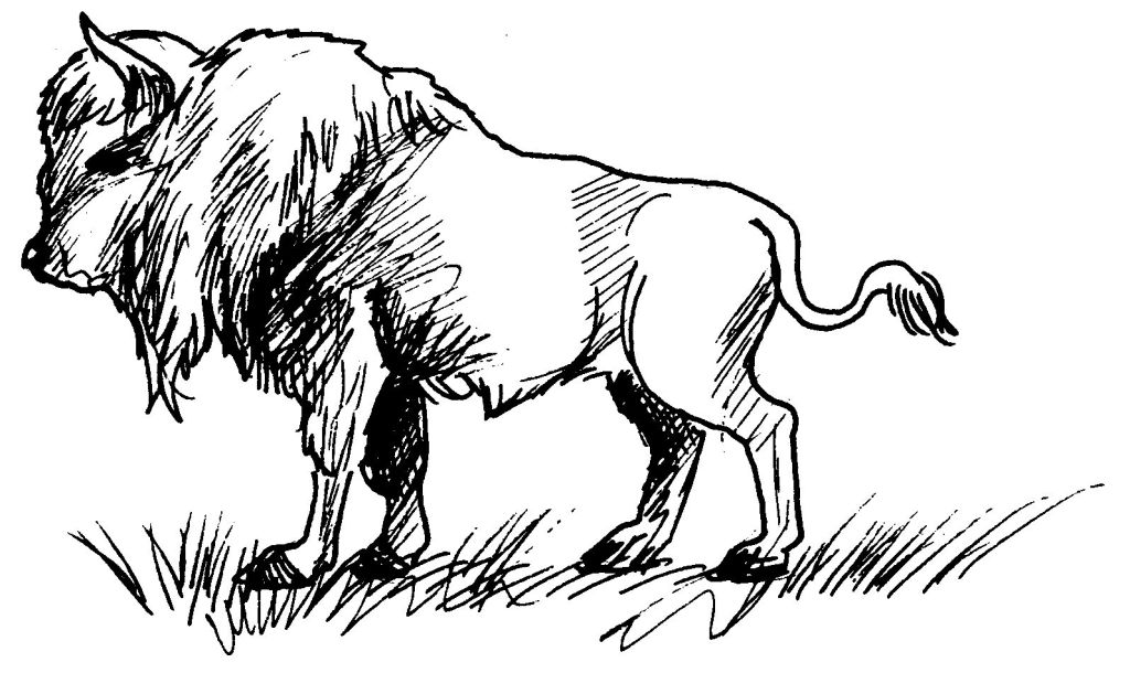 coloriage à dessiner bison a imprimer gratuit