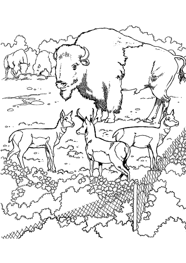 coloriage bisons
