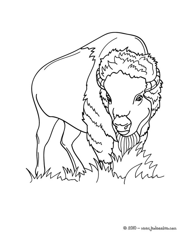 dessin graine de bison