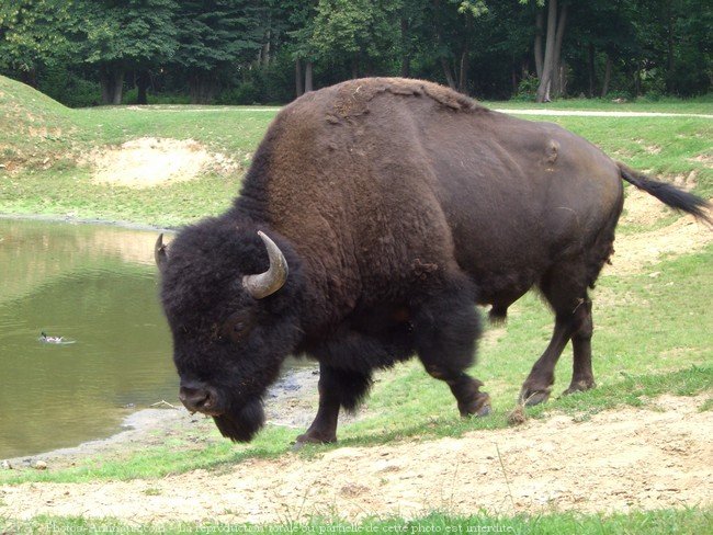 coloriage à dessiner gratuit de bison