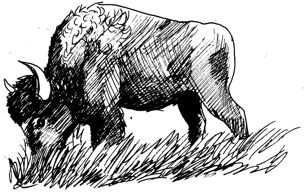 dessin bison et indien