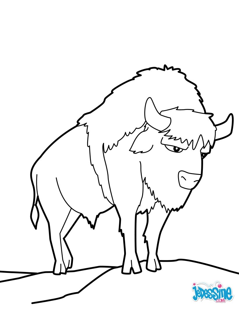 dessin facile bison