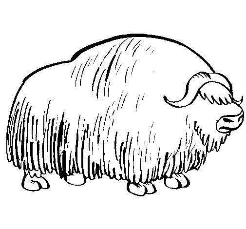 coloriage à dessiner bison d'amérique