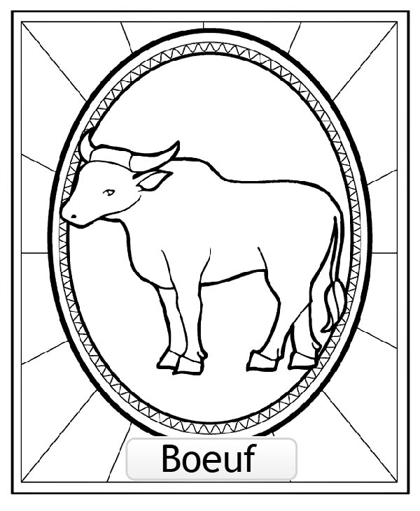 coloriage boeuf musqu