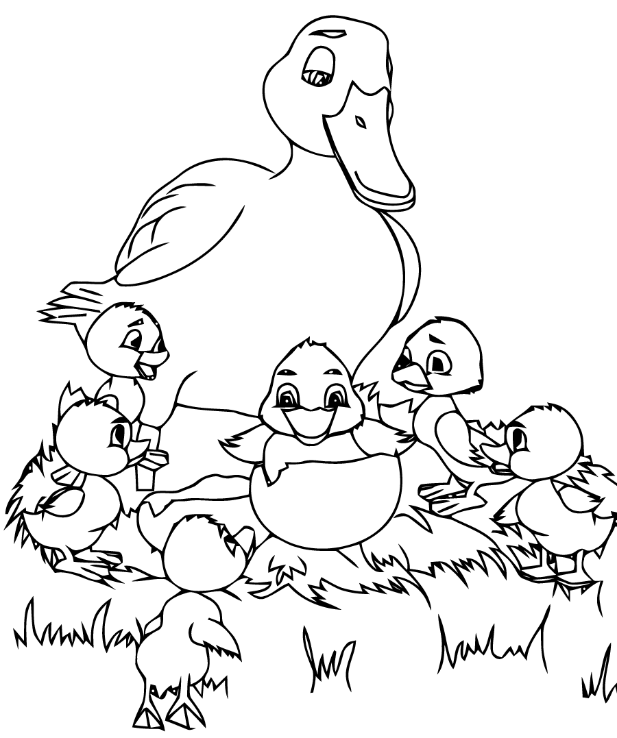 coloriage canard bebe