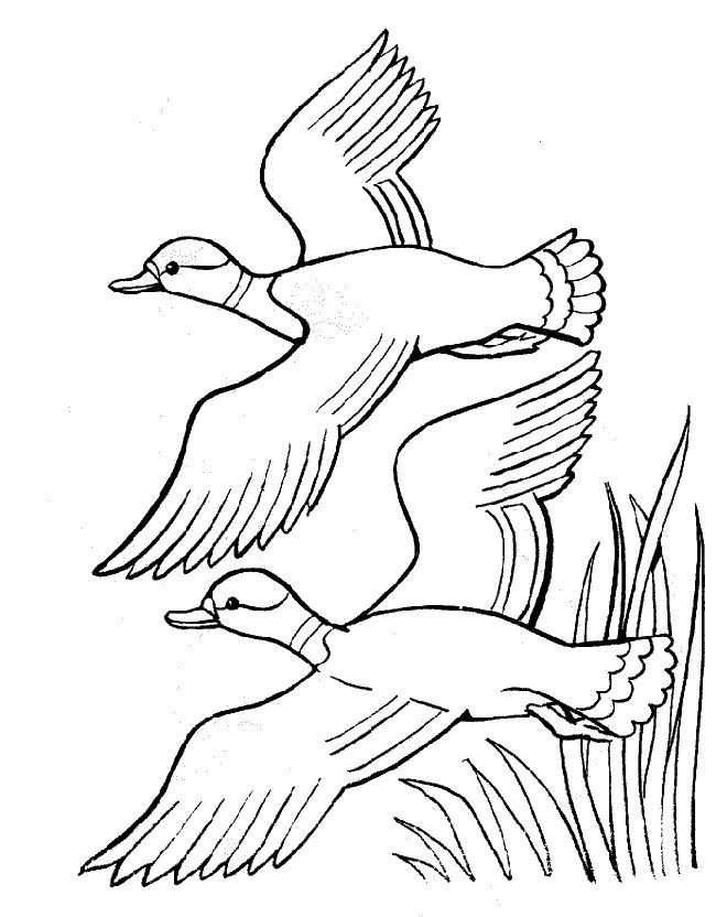 coloriage à dessiner peche au canard