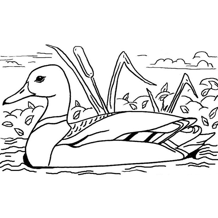dessin à colorier vilain petit canard imprimer