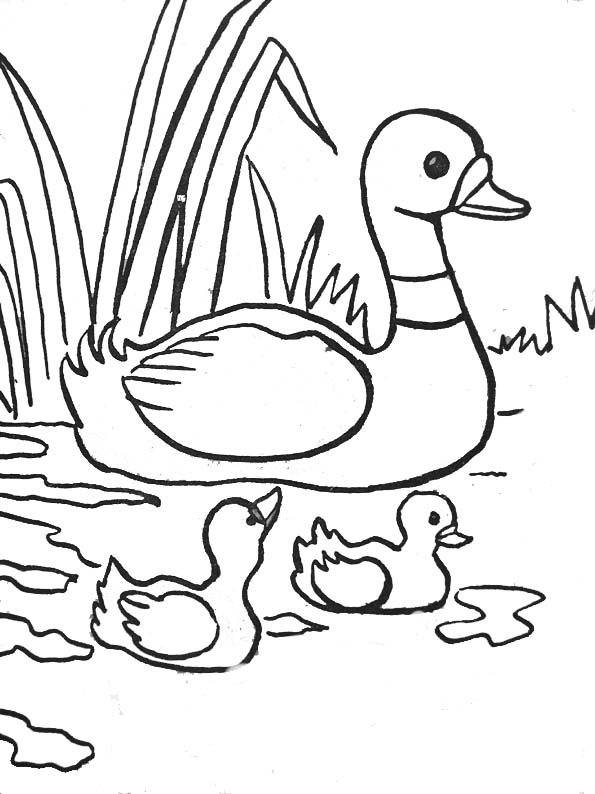 coloriage à dessiner grand canard