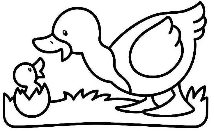 coloriage de canard a imprimer gratuit