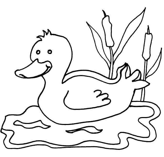 dessin le canard