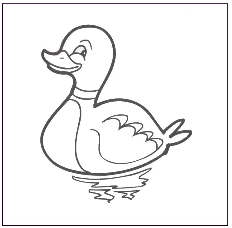 coloriage à dessiner canard colvert