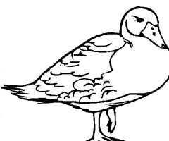 coloriage à dessiner à imprimer canard
