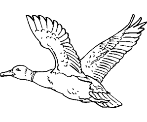 dessin grand canard