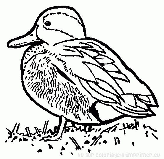 dessin à colorier canard gratuit