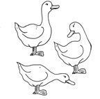 dessin canard gratuit