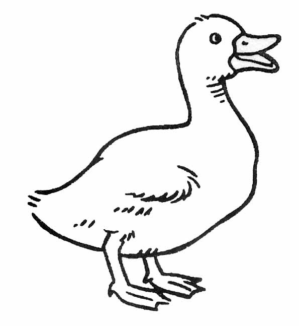 coloriage canard