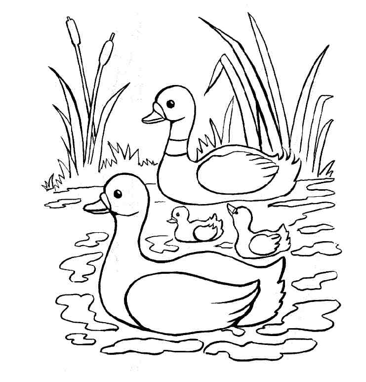 dessin canards imprimer