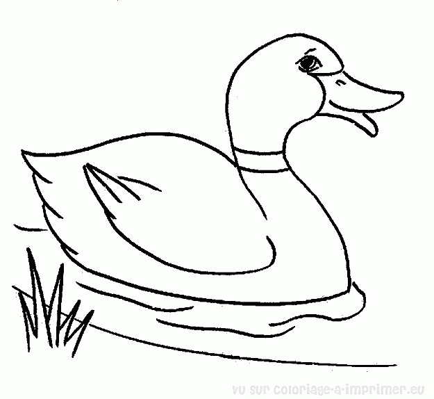 coloriage à dessiner de canard a imprimer gratuit