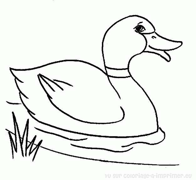 coloriage  dessiner de canard a imprimer gratuit