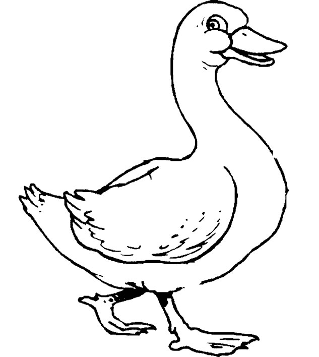coloriage à dessiner canard à imprimer
