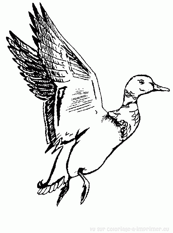dessin vilain petit canard imprimer