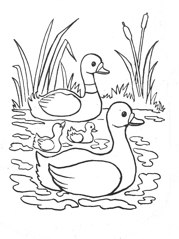 coloriage à dessiner canard de bain