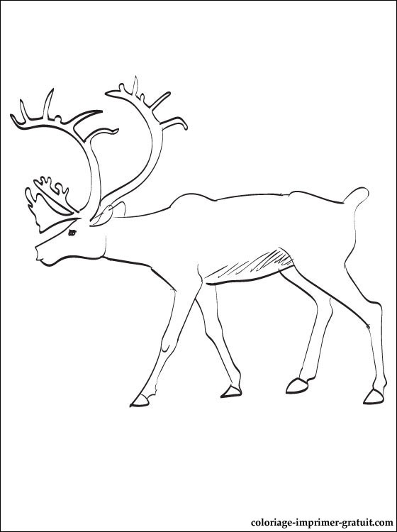 coloriage tete de caribou