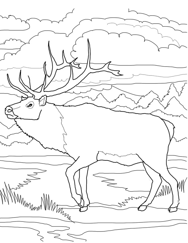 coloriage à dessiner caribou