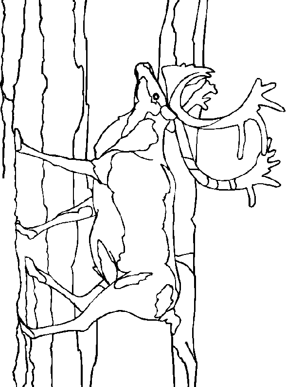 Coloriage Caribou à colorier - Dessin à imprimer dessin à colorier tete de caribou
