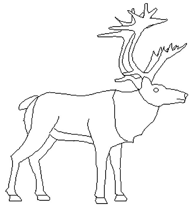 coloriage caribou gratuit