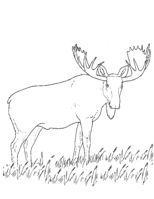 coloriage à dessiner de caribou