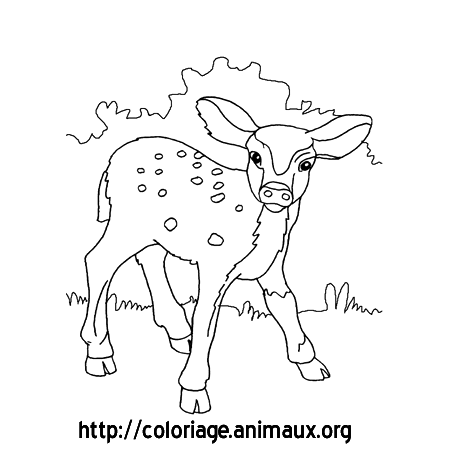 Coloriage Faon Biche colorier Dessin imprimer Images