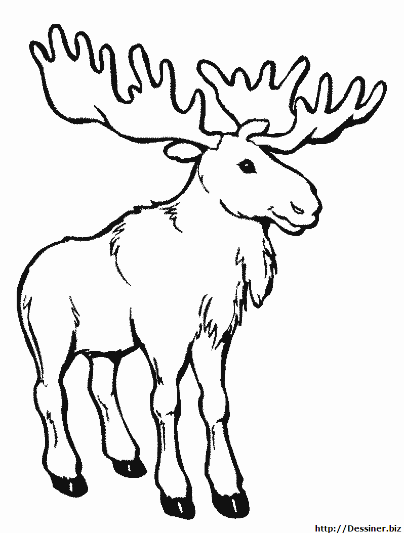 coloriage le cerf