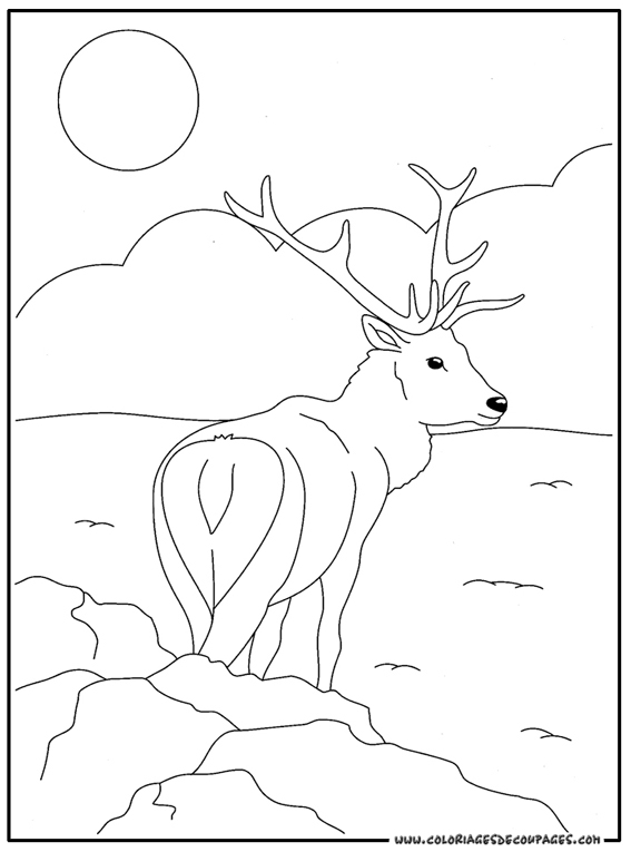 Coloriage Cerf à colorier - Dessin à imprimer coloriage cerf volant du bout du monde