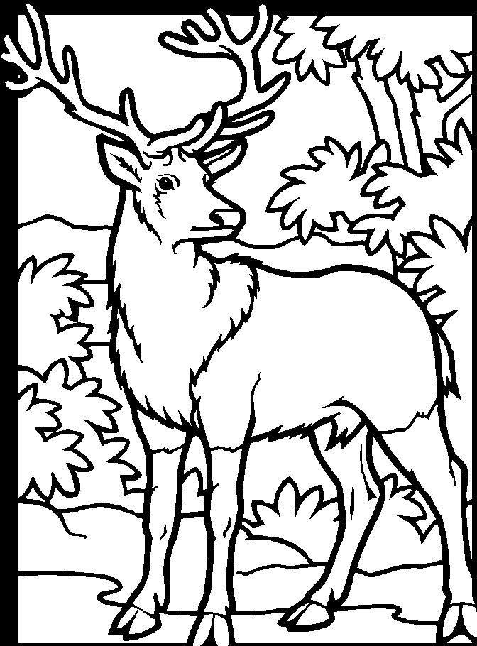 coloriage cerf qui brame