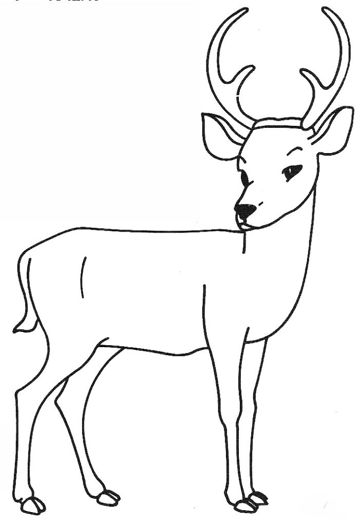 dessin à colorier à imprimer cerf