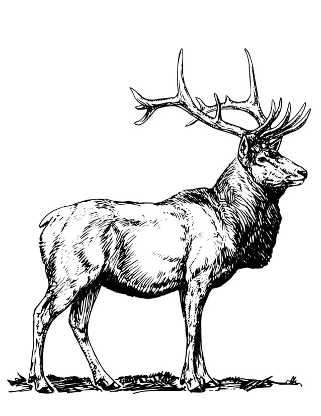 dessin à colorier cerf-volant à imprimer