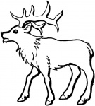 cerf en dessin