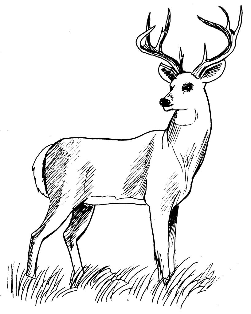 coloriage à dessiner de cerf et sanglier