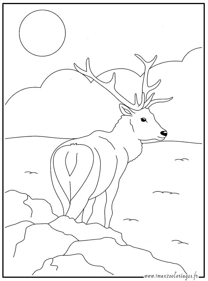 coloriage cerf lapin