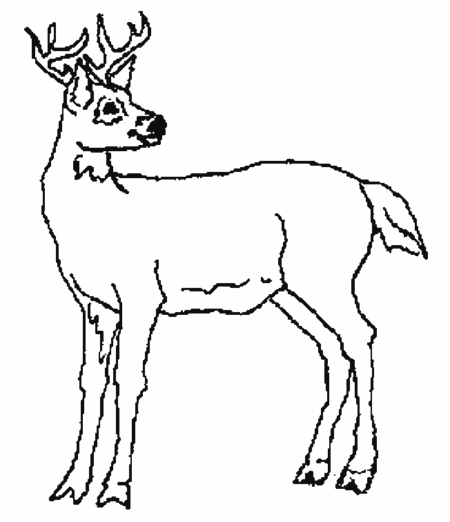 dessin à colorier d'un cerf