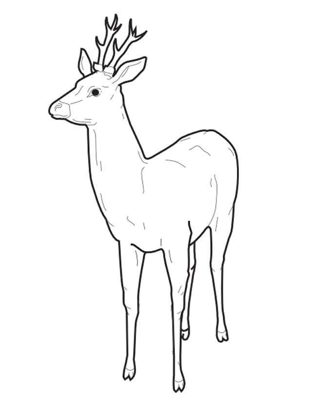 Coloriage Cerf à colorier - Dessin à imprimer dessin de cerf de noel a imprimer