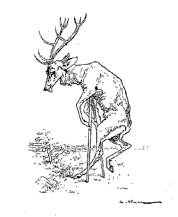 coloriage cerf biche faon