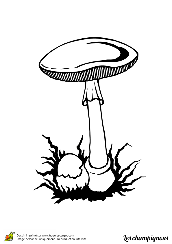 coloriage  dessiner sur les champignons