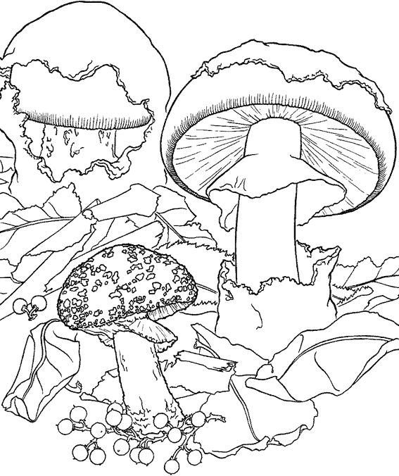 coloriage  dessiner champignon 2 ans